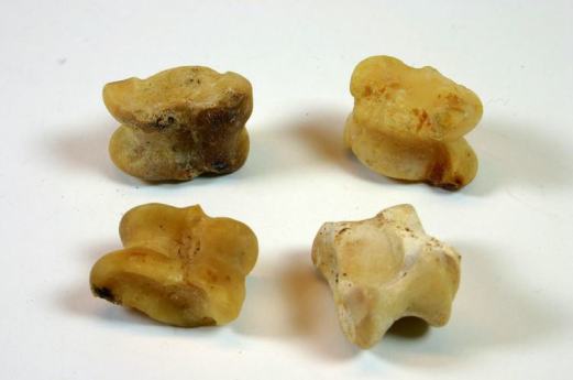 jacks-knucklebones-from-museum-victoria-collections